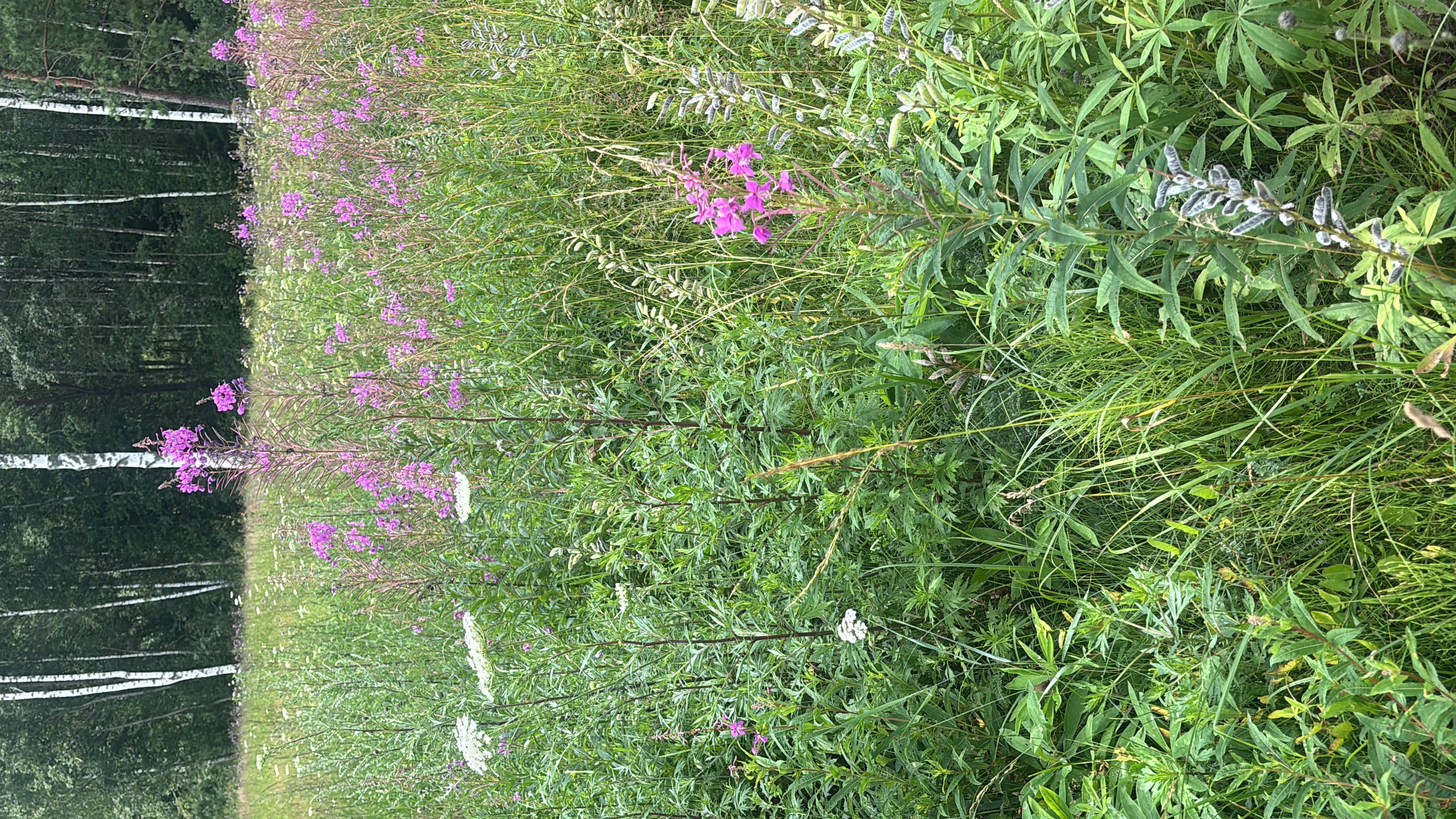 Meadow